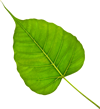 Bodhi leaf image